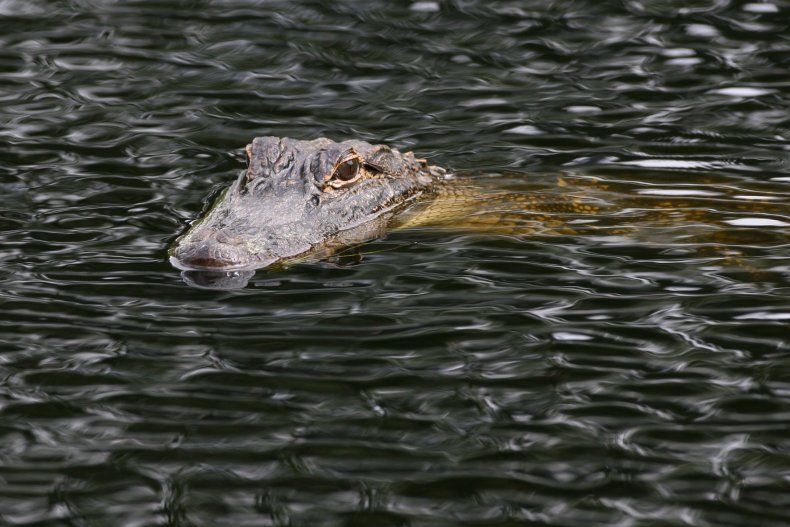 Alligator,  Hilton Head Island, South Carolina, 2012