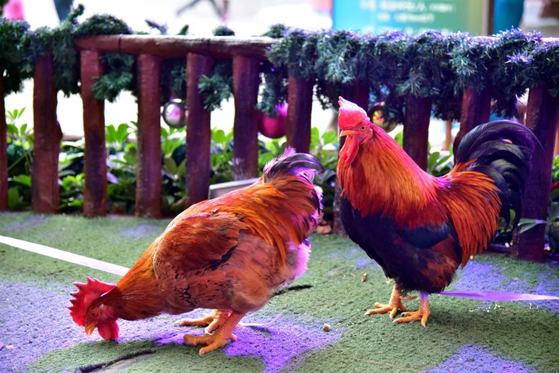 Chicken