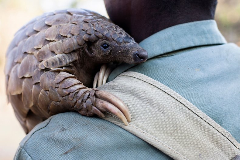 coronavirus pangolins sales traffic facebook