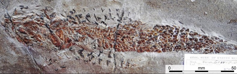 Dorsetichthys bechei