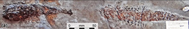 Fossil of Clarkeiteuthis montefiorei and fish