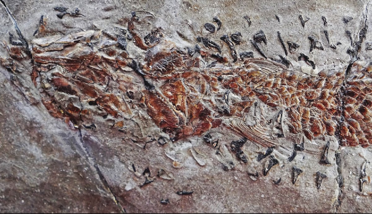 Fossil of Clarkeiteuthis montefiorei and fish 2