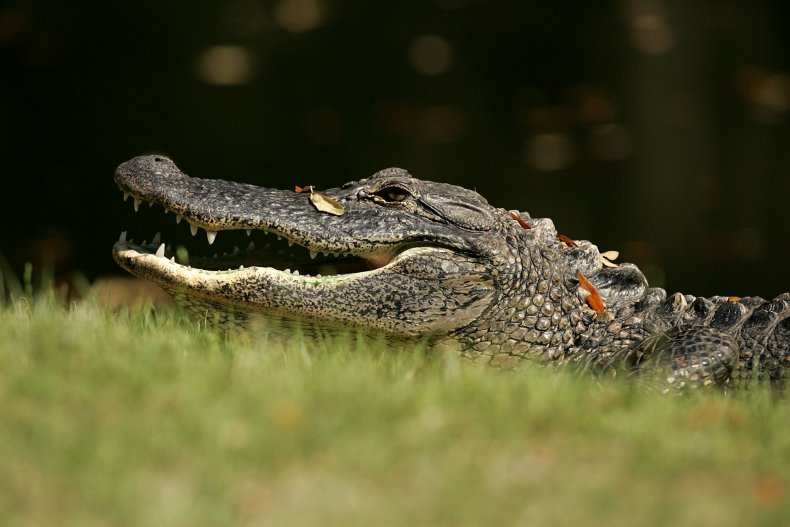 alligator, Hilton Head, South Carolina, 2006