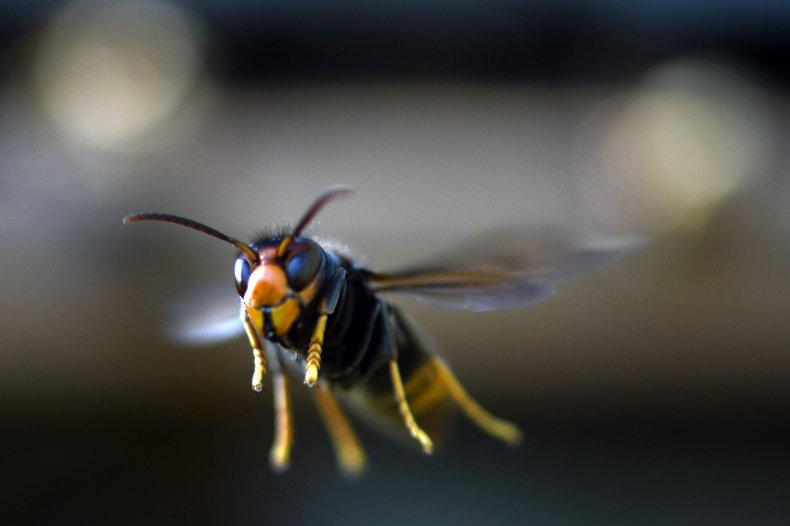 Asian Giant Hornet Asian Giant Hornet