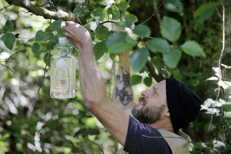 Trapping Murder Hornets