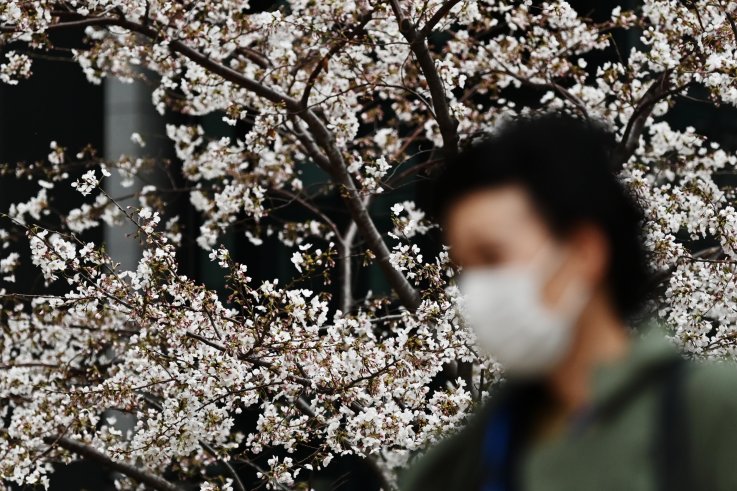 Cherry Blossoms