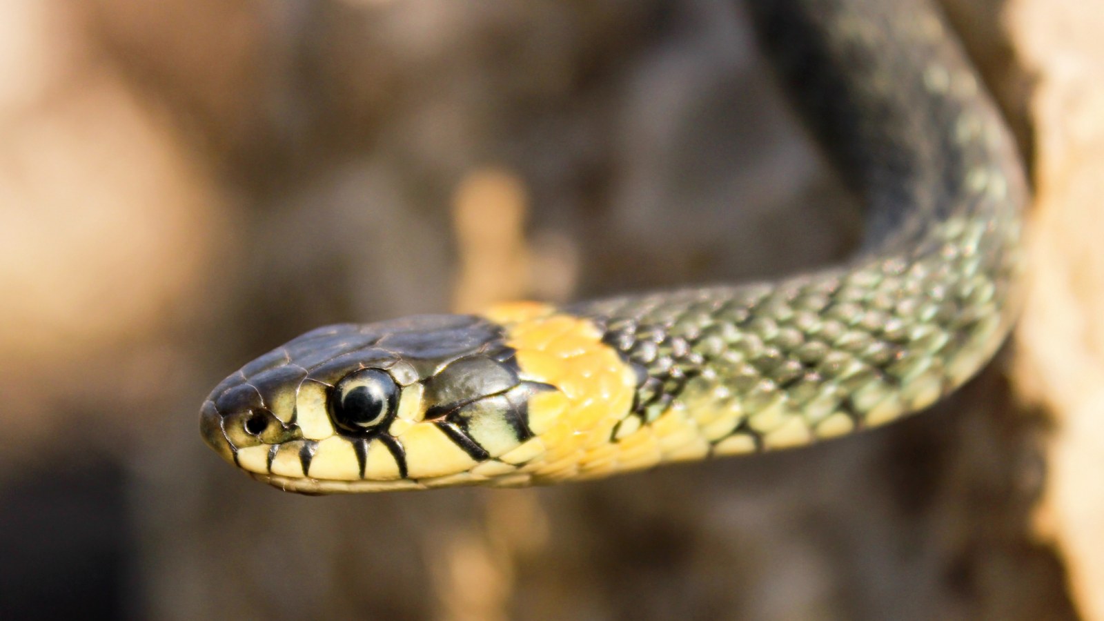 train after boarding with snake on his head