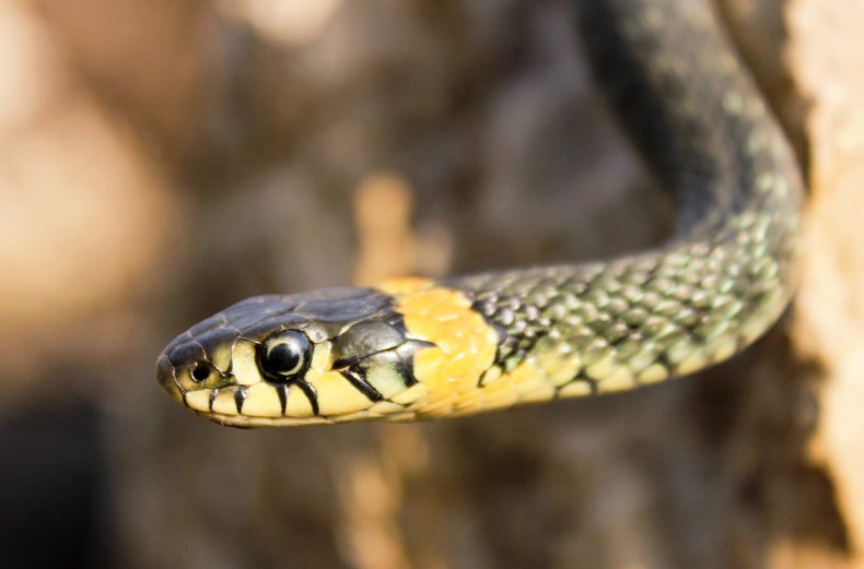 Small snake (Stock image) Small snake (Stock image)