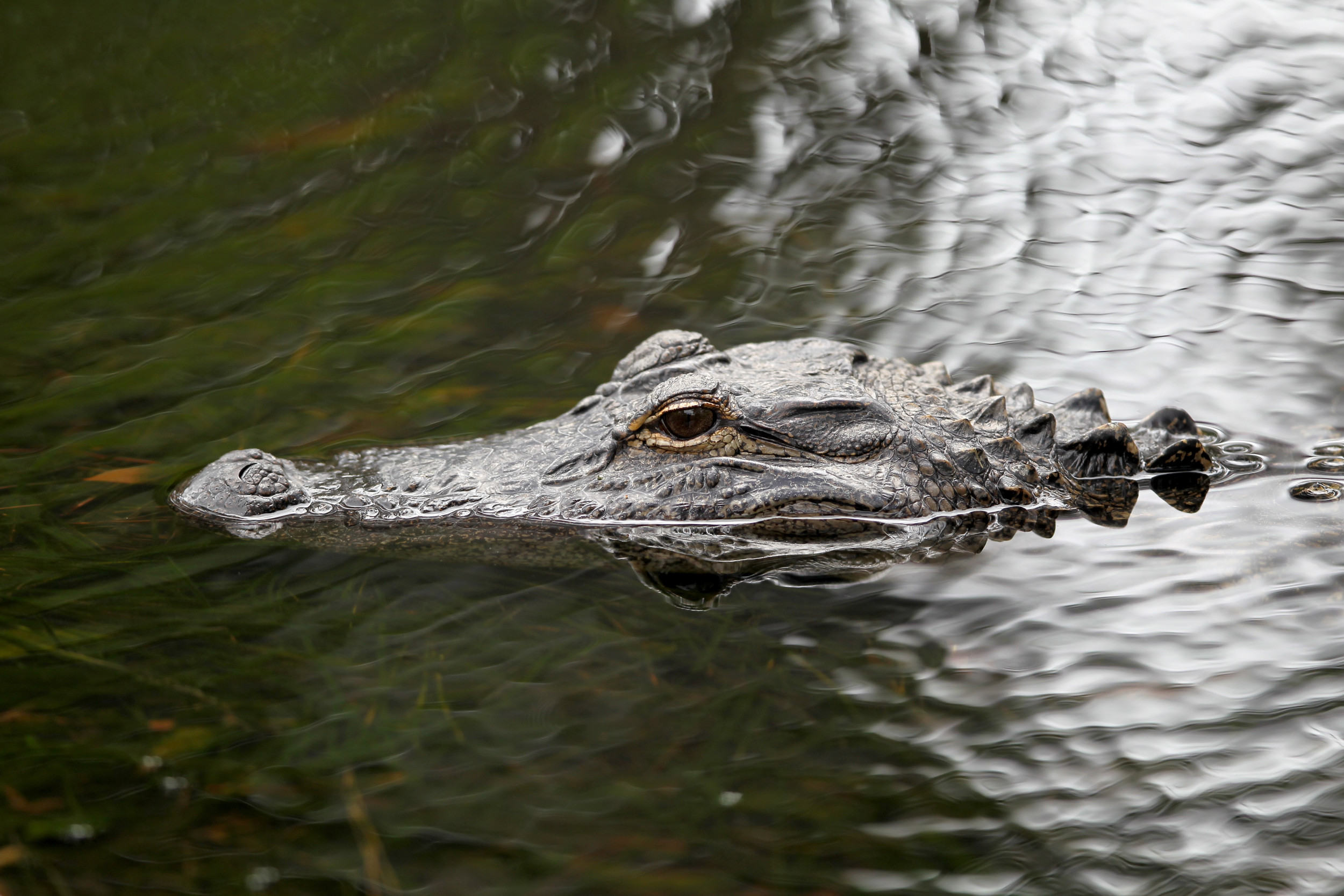 South Carolina Woman Killed in Alligator Attack Tried to 'Pet' the