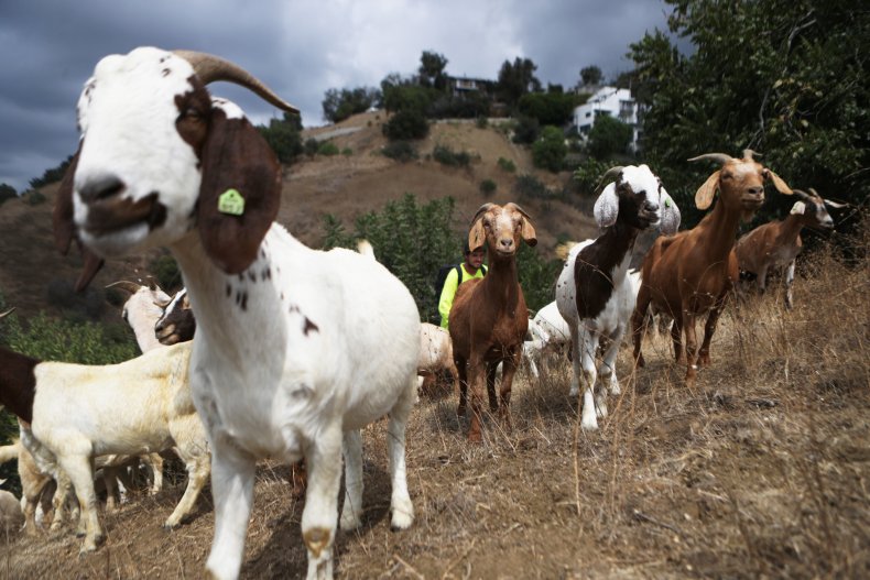 Goats graze on a fire-prone hill
