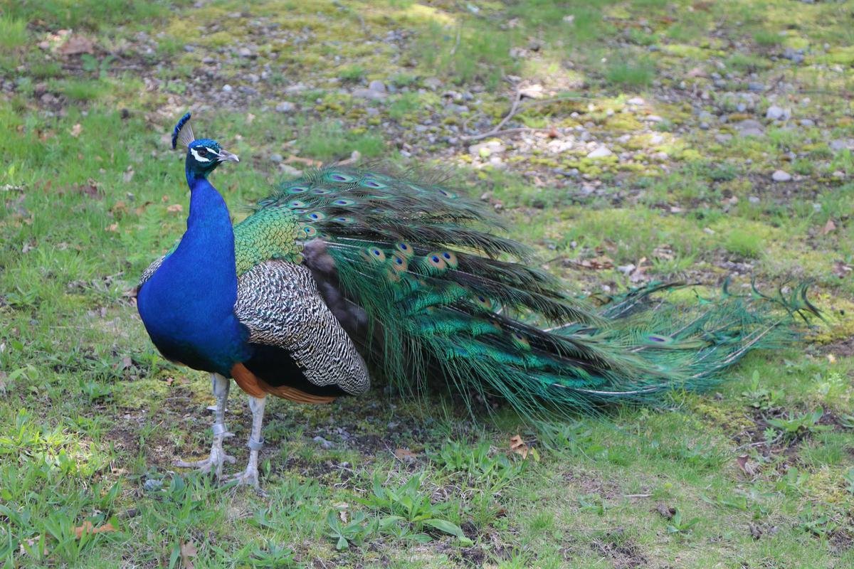Photo of a peacock, Franklin Zoo