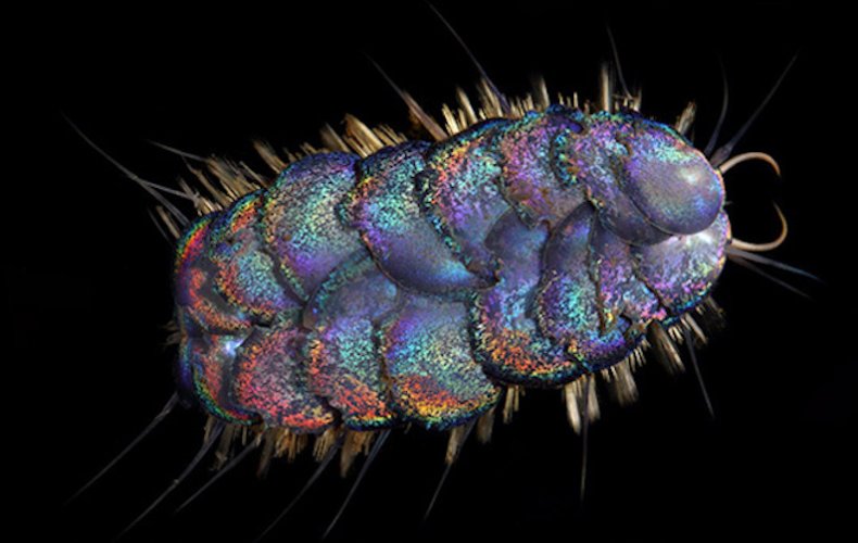 Peinaleopolynoe orphanae, scale worm