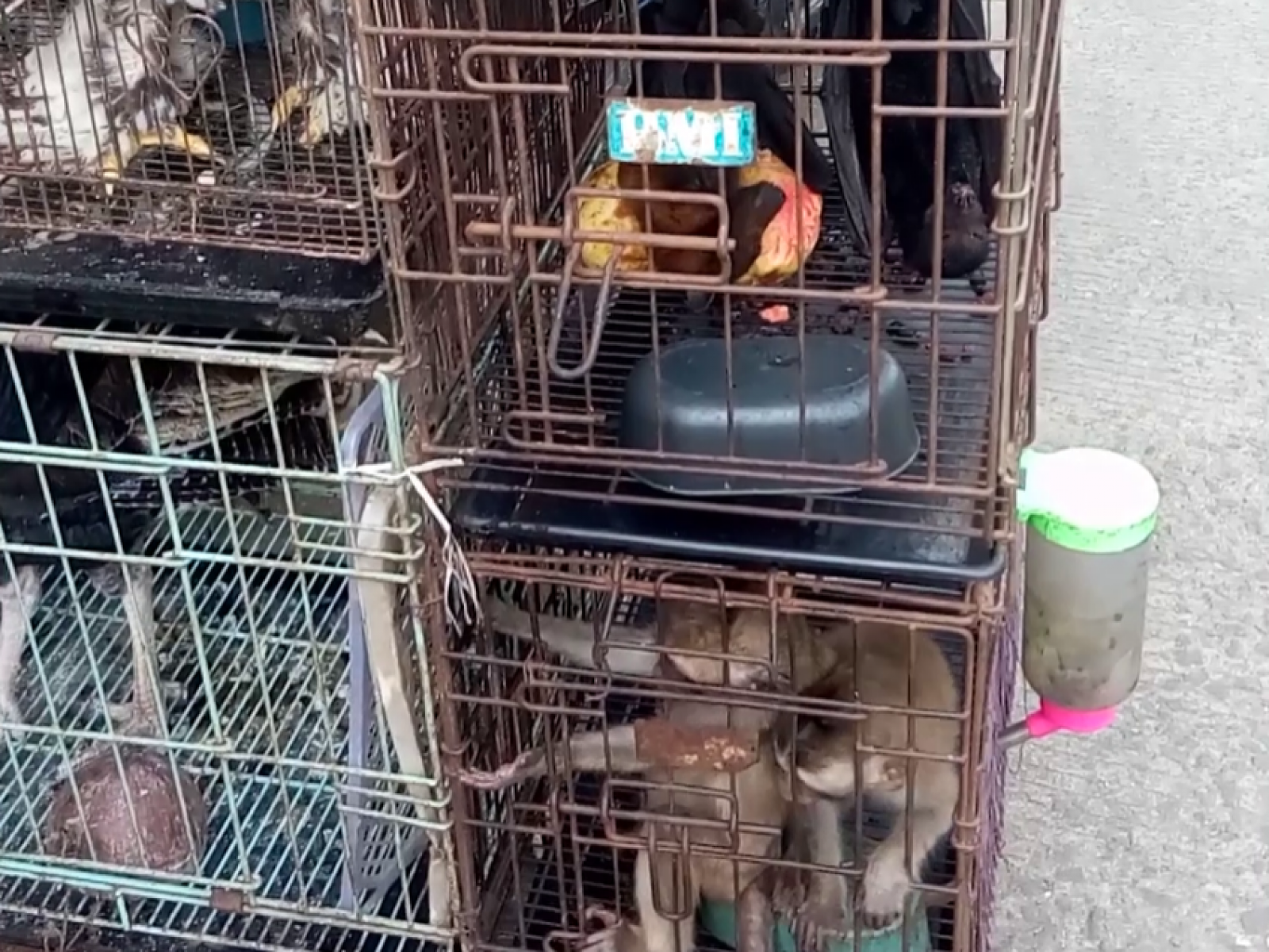 Chinese online pet market