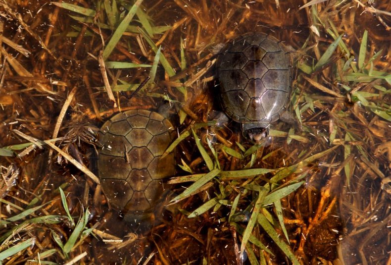 Mexican Mud Turtle