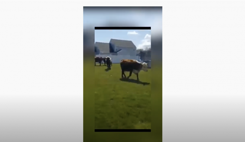 Cows in Cicero
