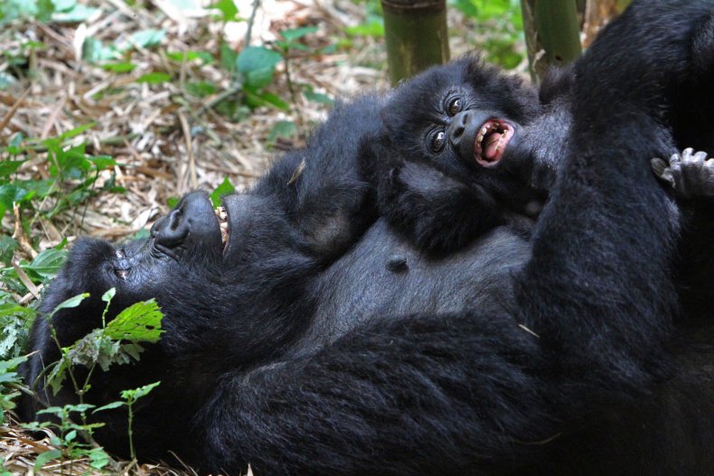 Gorilla and baby