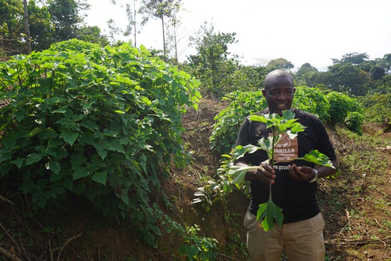 Gorilla Conservation Coffee