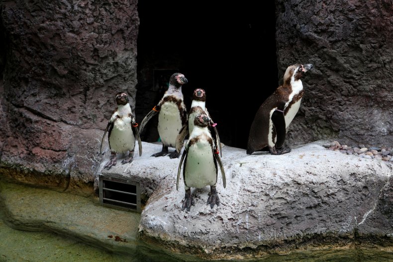 Penguins