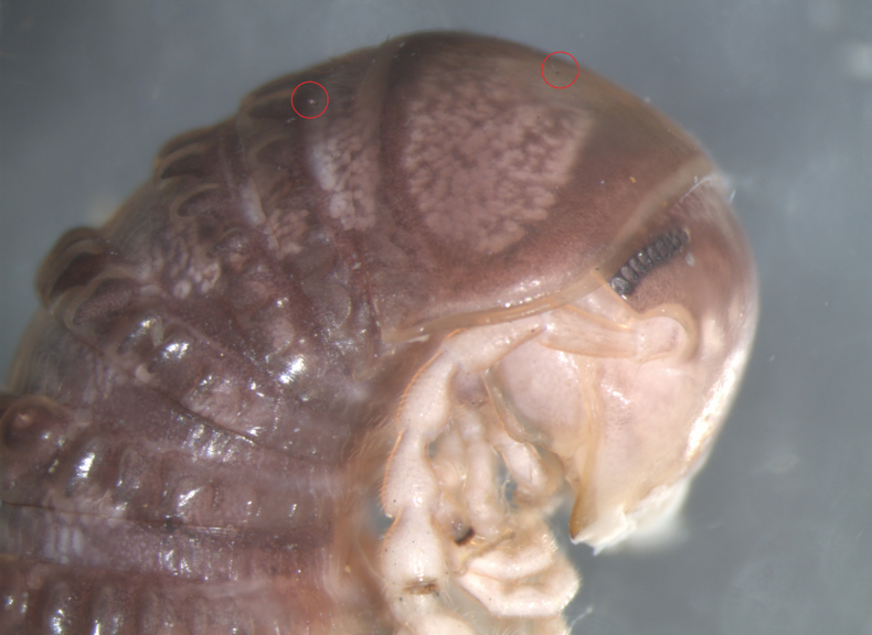 Cambala annulata millipede