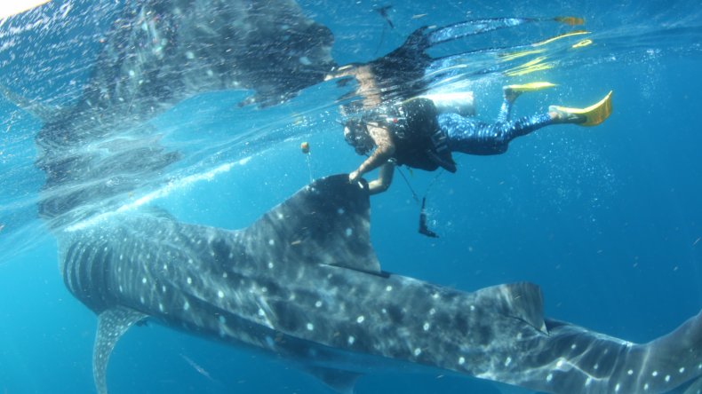 whale shark, Rio Lady