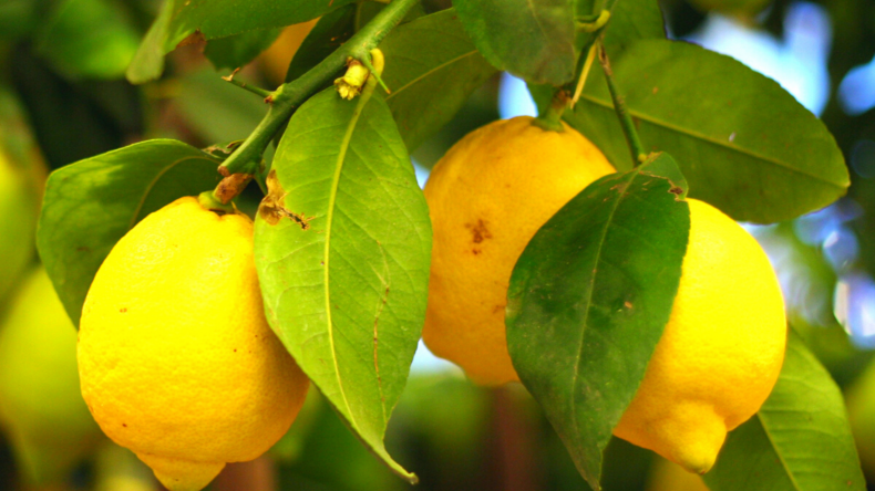 Improved Meyer Lemon Tree Improved Meyer Lemon Tree