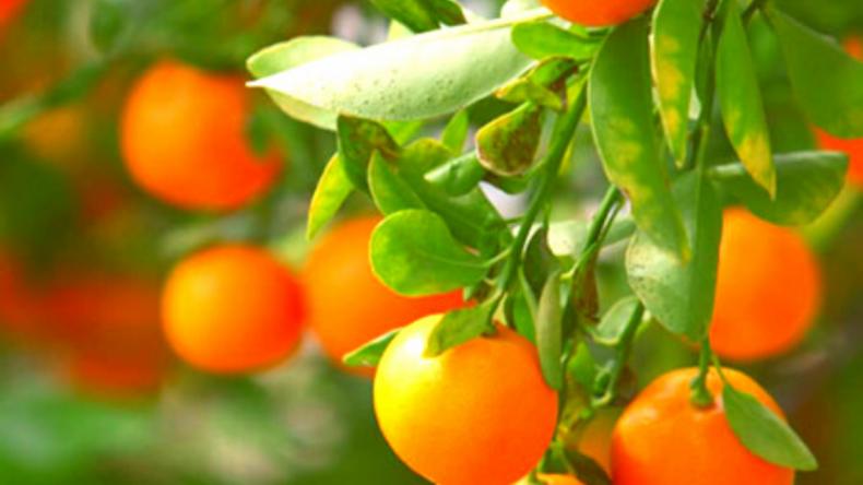 Nules Clementine Tree Nules Clementine Tree