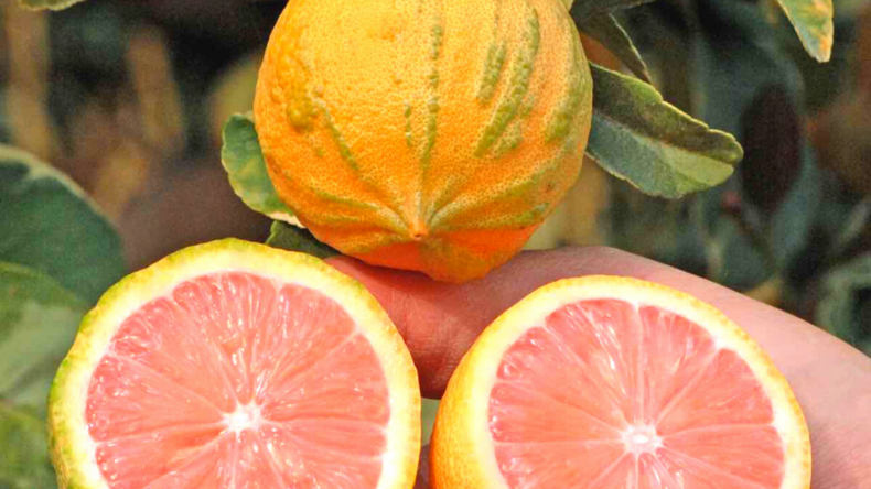Pink Variegated Lemon Tree Pink Variegated Lemon Tree