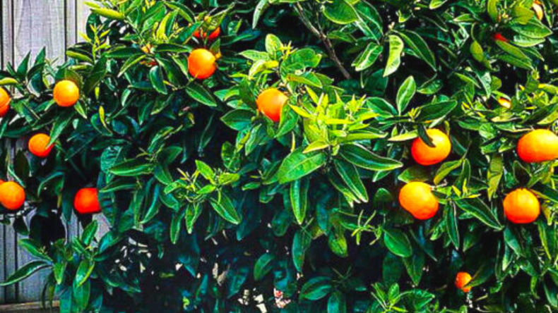 Seto Satsuma Tree Seto Satsuma Tree