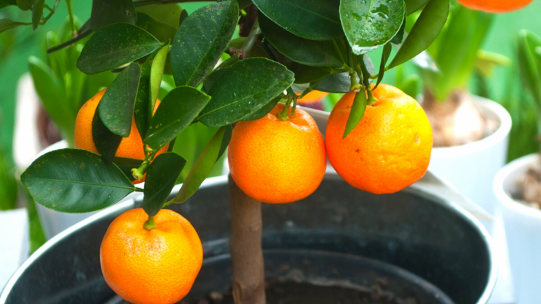 Washington Navel Orange Tree Washington Navel Orange Tree