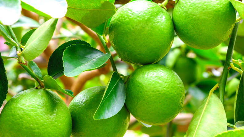 Dwarf Persian (Bearss) Lime Tree Dwarf Persian (Bearss) Lime Tree