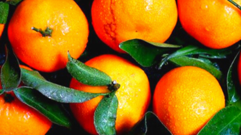 Hamlin (Louisiana) Sweet Orange Tree Hamlin (Louisiana) Sweet Orange Tree