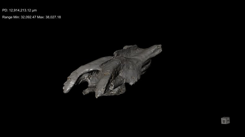 Elaphrosaur vertebra 