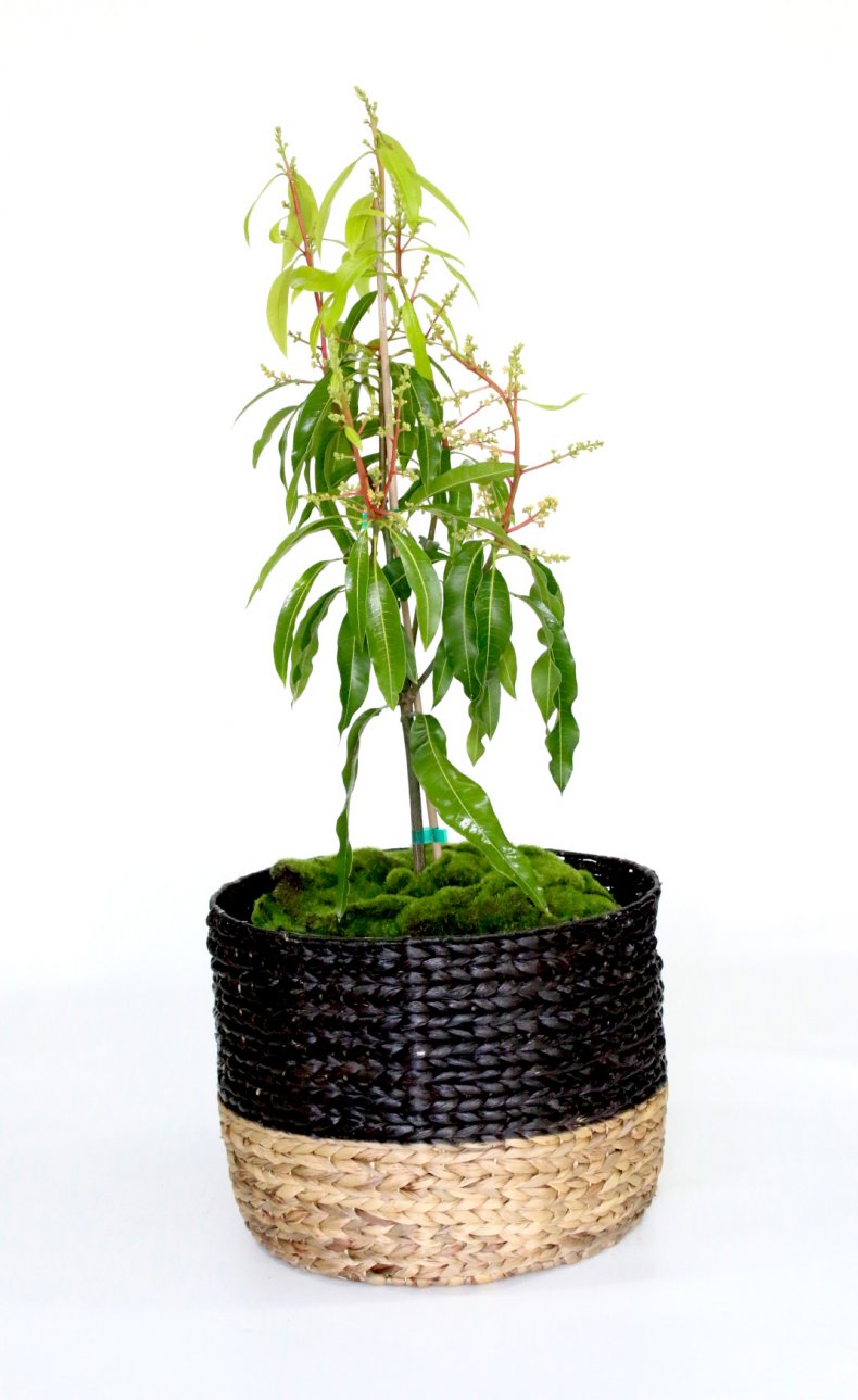 PlantOGram