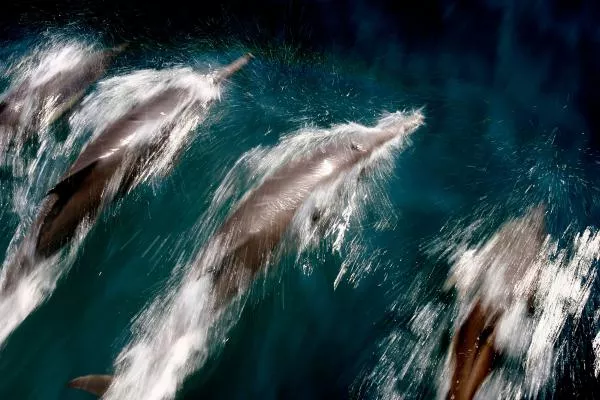 Pod of common dolphins