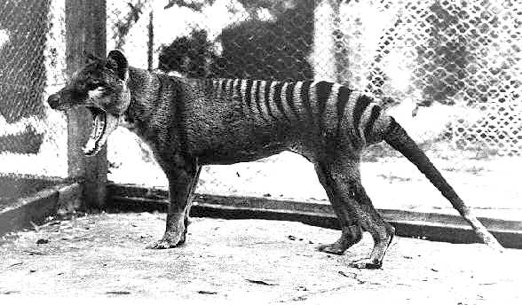 look up pictures of tasmanian tigers