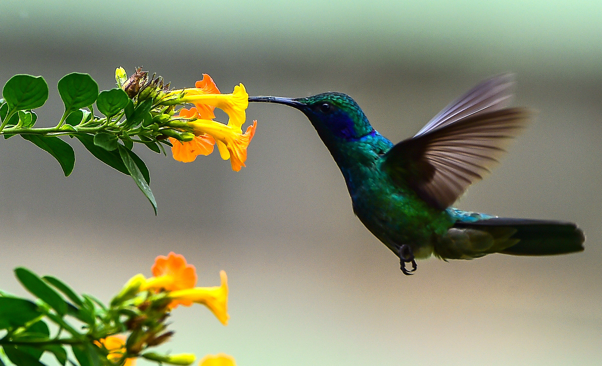 Watch This Man Turn Into a Delighted Kid Again When a Hummingbird Eats ...