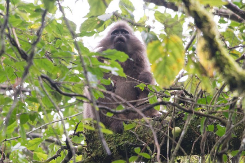 Primates, Wildlife, World, Nature, Animals