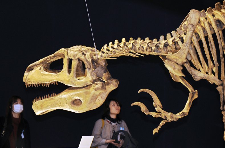 Megaraptor skeleton