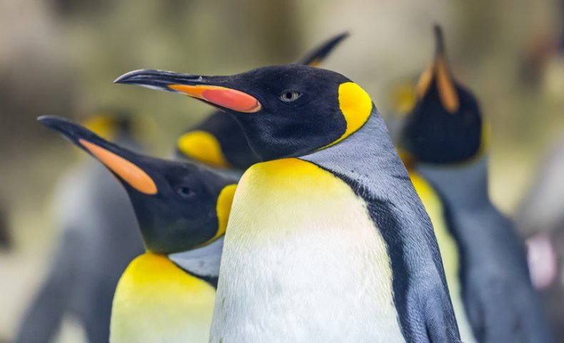 king penguin