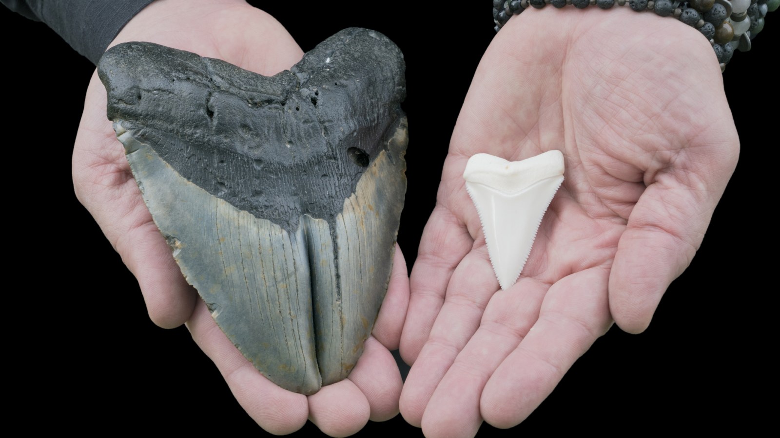 Florida Woman Finds Megalodon Tooth While Out Walking Her Dog