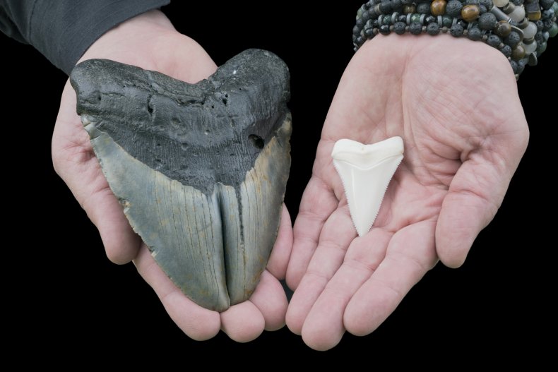Megalodon Gemination VS Great White Shark Tooth stock photo