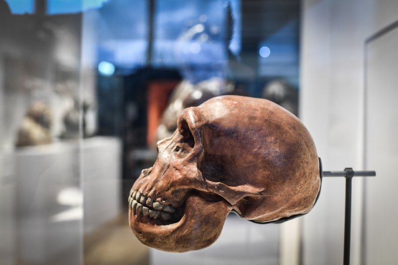 Neanderthal exhibition