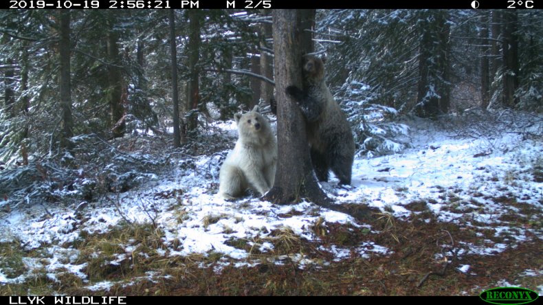 white and brown grizzly