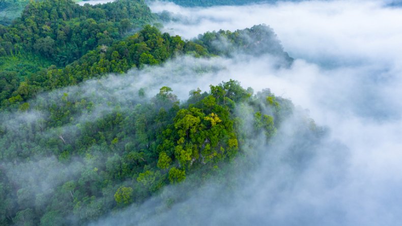rainforest