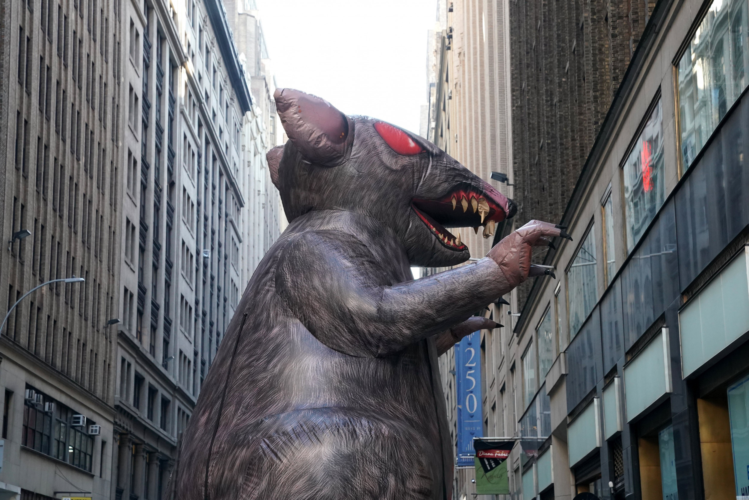 Americas 10 Most Rat Infested Cities Newsweek