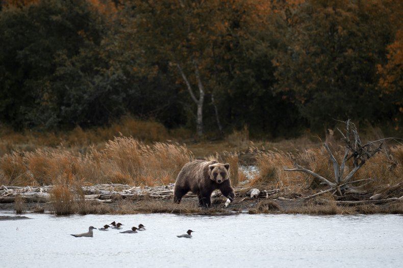 Brown Bear in Alaska