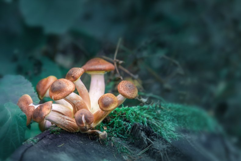 magic mushrooms