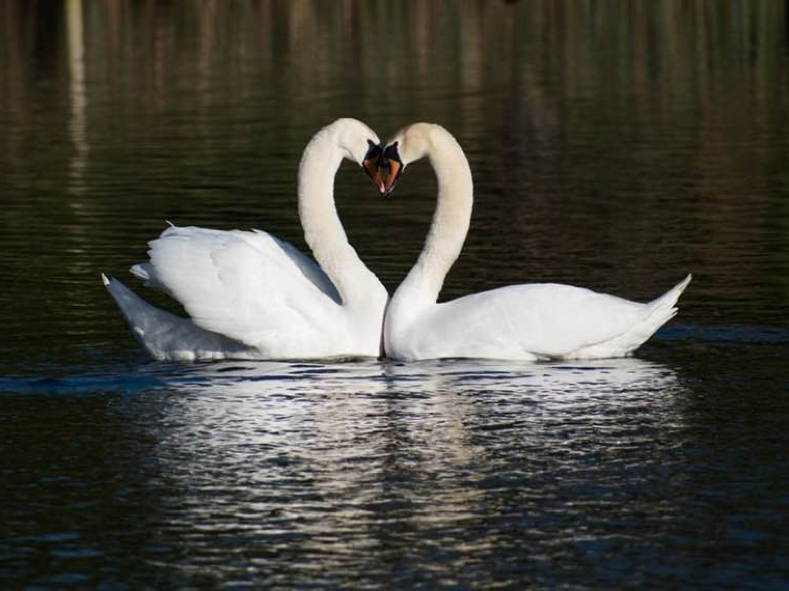 Widowed Swan Finds Lockdown Love After Tragedy