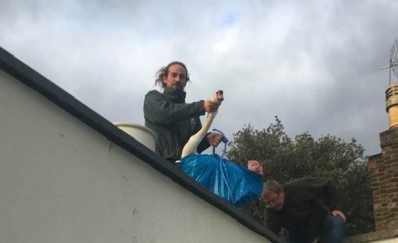 Swan found stuck on roof