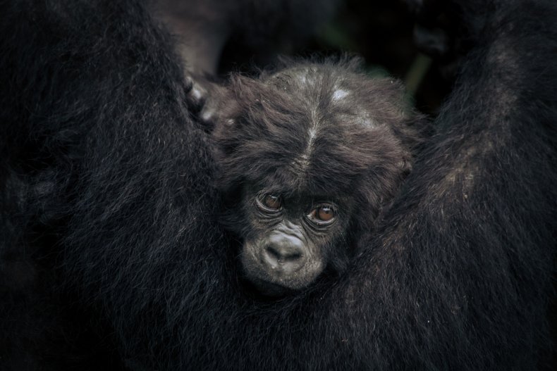 baby Grauer's gorilla